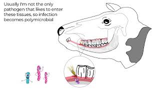 Actinomyces bovis Lumpy Jaw in cattle [upl. by Cyril]