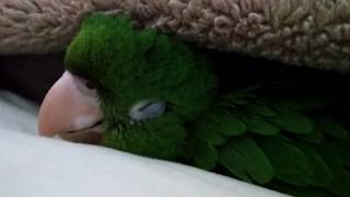 BABY Whiteeyed conure Sleeping Cutest thing EVER [upl. by Ylagam946]