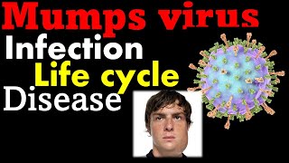 Mumps virus  pathogenesis symptoms and treatment [upl. by Leahcimnoj660]