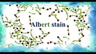 Albert stain [upl. by Nolahs630]