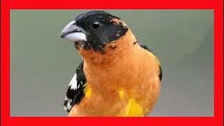 Blackheaded Grosbeak Song Blackheaded Grosbeak Call Blackheaded Grosbeak Sound Singing [upl. by Milks]