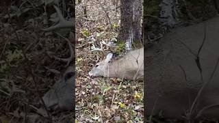 Part 2Opening day MN Buck  2024 [upl. by Nwahsal154]