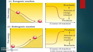 Endergonic and Exergonic Reactions [upl. by Savick683]