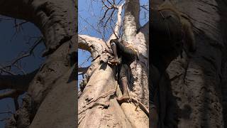 Hadzabe Tribe Climbing the Mighty Baobab Tree A Glimpse into Tradition HadzabeTribe BaobabTree [upl. by Joshuah]