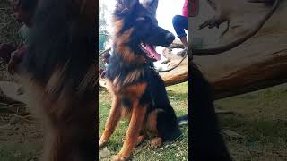 subscribe foryou germanshepherd trending like viralvideo love shorts [upl. by Laurel]