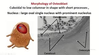 Osteoblast bone forming cell [upl. by Rimola]