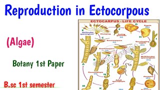 Reproduction in Ectocorpous Algae Bsc 1st semester Botany Phycology UmeshBiology [upl. by Nnorahs]