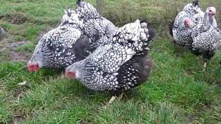 SILVER LACED WYANDOTTE LARGE FOWL FROM CHESHIRE POULTRY [upl. by Eisdnyl]