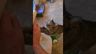 shorts beautiful tabby cat scratches getigerte Katze kratztcatkitten虎斑猫抓伤Hǔbān māo zhuā shāng [upl. by Atterrol]