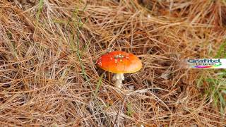 Hongos venenosos  Amanita muscaria [upl. by Ingold332]