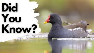 Things you need to know about MOORHENS [upl. by Nabois]