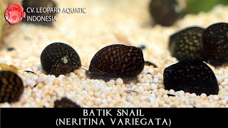 Neritina variegata The ARTISTIC BATIK SNAIL Leopard Aquatic W010A [upl. by Assereht]