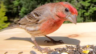 House Finches Chirping [upl. by Chellman]