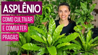 ASPLÊNIO 🌿 COMO CULTIVAR e COMBATER PRAGAS [upl. by Ida]