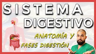 Anatomía del SISTEMA DIGESTIVO Repaso general [upl. by Jaehne568]