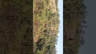 Sardar e Jangal Sundar view trendingshorts travel [upl. by Florry]