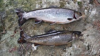 Brook Trout in Algonquin Park [upl. by Hsakiv979]