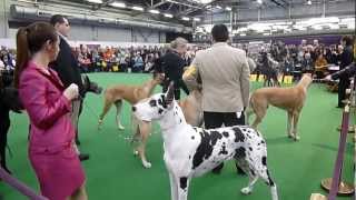 Great Danes at Westminster Kennel Club Dog Show [upl. by Eloise]