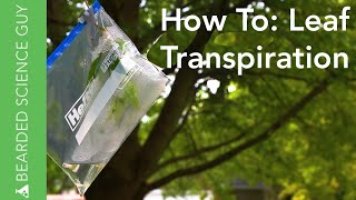 Leaf Transpiration Experiment Botany [upl. by Calv]