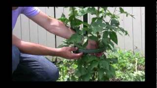 How to Use the Easy Pickins™ Blackberry Trellis  Gurneys Video [upl. by Pell792]