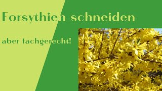 Forsythien schneiden  optisch ansprechend und fachgerecht [upl. by Adnolehs691]