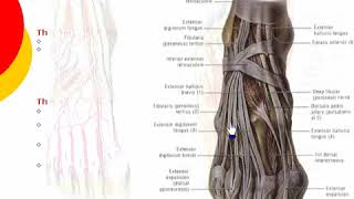 129 L Limb Extensor retinaculum د أحمد كمال [upl. by Hannahsohs]