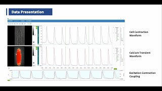 Cardiomyocyte Contraction and Calcium Imaging Techniques shorts [upl. by Cioffred]