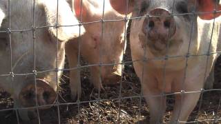 Pigs Snorting Into Camera [upl. by Ibrahim]