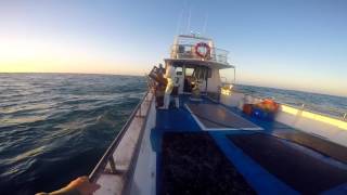 Crayfishing Two rocks Western Australia [upl. by Sorel422]