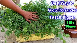 Right way to Grow coriander fast amp bigger at Home  Best Way To Grow Coriander [upl. by Harmonia357]