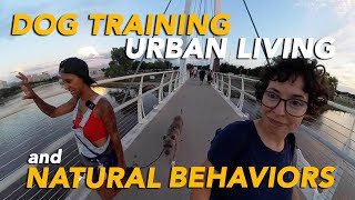 Transform Your Dog Training Approach  Part 2  Mastering Your Dogs Behavior [upl. by Haram]