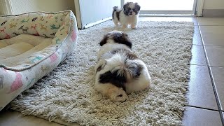 OMG Two Brother Shih Tzu Puppies Play so CUTE [upl. by Engelhart]