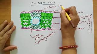 anatomydicotleafvsdorsiventralleaf Anatomy of a Dicot leafDorsiventral leaf internal structure [upl. by Alliscirp]