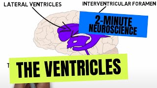 2Minute Neuroscience The Ventricles [upl. by Nate517]