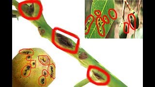 METHOD TO TREAT BACTERIAL BLACK SPOT DISEASE OF MANGO Xanthomonas campestris  PART 1 [upl. by Ailalue]