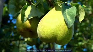 Top Pear Varieties Around the World  Health Benefits amp Tasting Guide [upl. by Semmes]