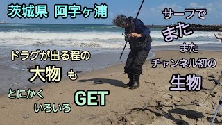 茨城県 阿字ヶ浦 サーフで、またまたチャンネル初の生物 ドラグが出る程の大物も… 「とにかくいろいろGET」 曲 人魚のラテ [upl. by Esylla984]