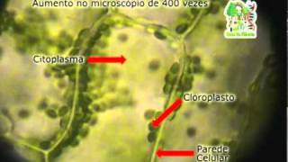 Ciclose da Elodea [upl. by Ahseen]