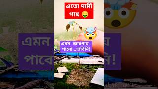 এতো দামী গাছ এমন জায়গায় পেলাম🤯🤑planthuntflowerplants freehibiscusplantsforbeginnersgardening [upl. by Yatnuahs726]