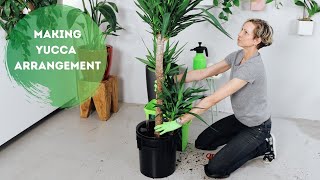 Dividing Yucca Elephantipes amp How To Create A Multiple Stalk Arrangement [upl. by Luaped]