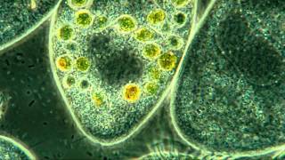 Paramecium Internal Detail 800X Amazing Microscopic HD Video [upl. by Amzaj695]