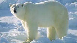 Snow and Ice Svalbard Arctic Wildlife Documentary [upl. by Aittam523]