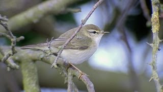 Willow Warbler Phylloscopus trochilus [upl. by Osugi191]