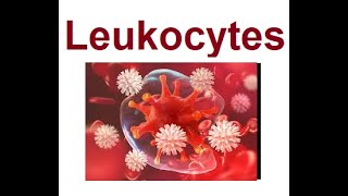 Leukocytes structure and functions  2024 [upl. by Tiffa]