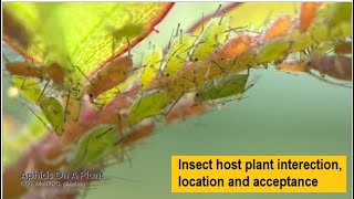 insect host plant interaction  host plant location  Levels of Diet  insect collection  ipm 06 03 [upl. by Aniehs]