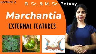 Marchantia  External Features  in Hindi  Botany  B Sc amp M Sc [upl. by Trumann]