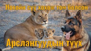 Эхдээ гологдсон бяцхан арслангуудыг өргөж авсан нохойн түүх Гоё түүхүүд Goe tuuhuud mongol kino [upl. by Wilow]