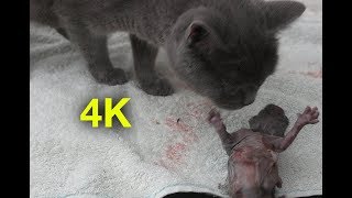 Pregnant cat giving birth to 3 kittens 2018  4K [upl. by Eeimaj]