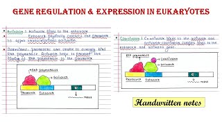 Gene regulation in eukaryotes  Activator I Enhancer  Repressor Silencer Coactivator Corepressor [upl. by Winfred]