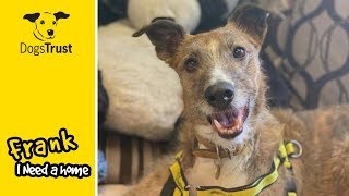 Fabulous Frank is a Lurcher Looking for a New Home  Dogs Trust Salisbury [upl. by Damon]